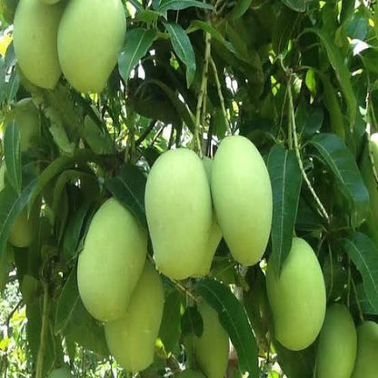 Bari 11 Grafting Mango Plant