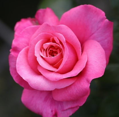 English rose(Pink)