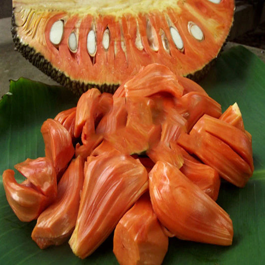 Red JackFruit Grafting Plants