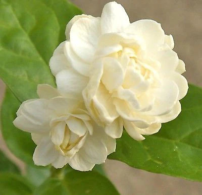 Jasmine Sambac Flowers plant