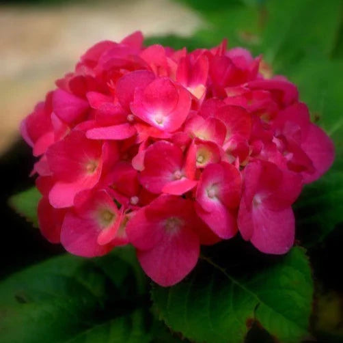 RED Hybrid Hydrangea Flowers Plants (Hybrid)