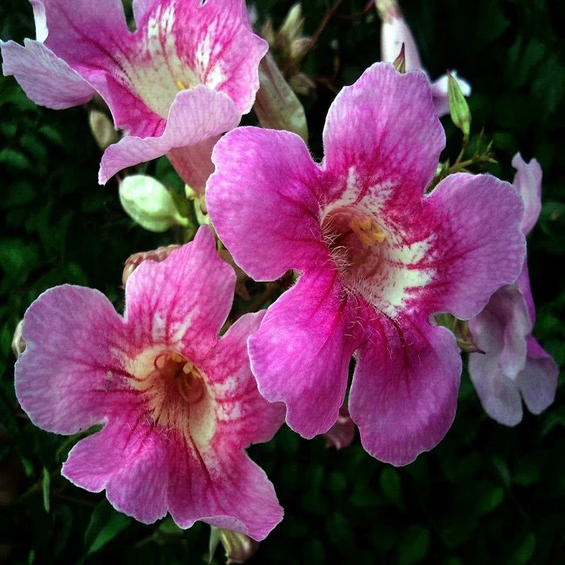 Tecoma Flowers plant (Pink)