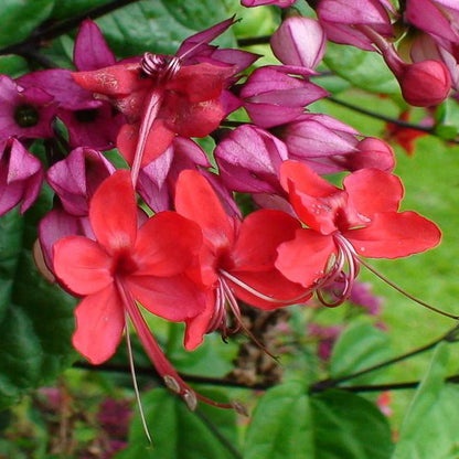 Bleeding Heart Vine Red Flowers Plants