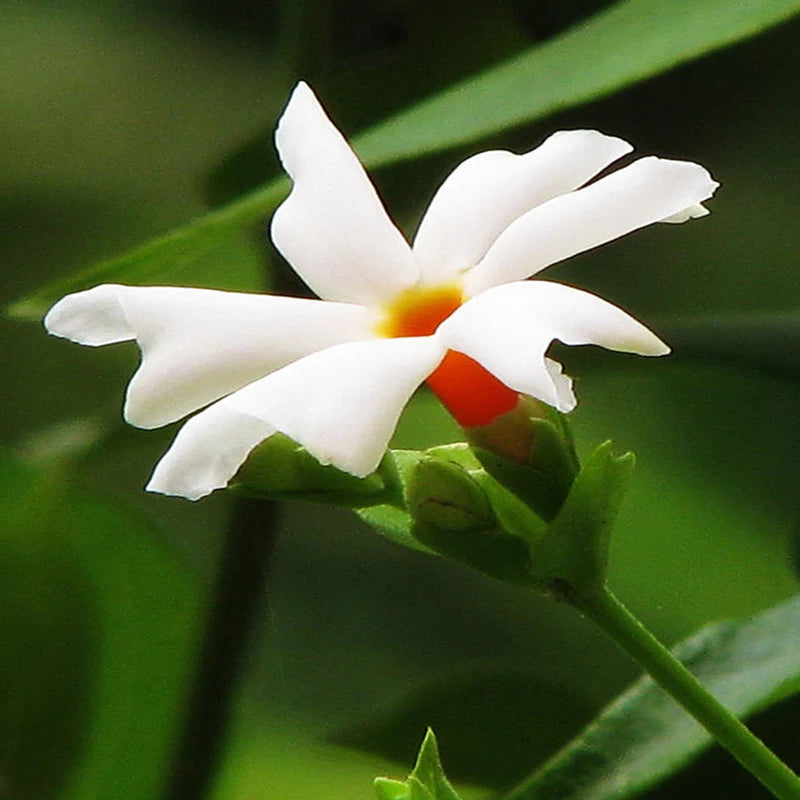 Coral Jasmine Flowers Plants