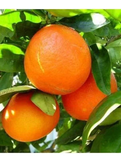 NAGPUR ORANGE FRUIT PLANTS