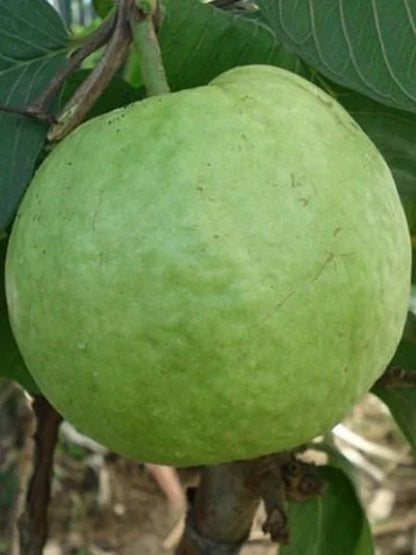 Thai 7 Guava Fruit Plants