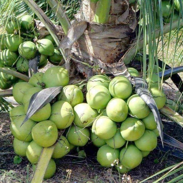 Vietnum Hybrid Coconut Fruit Plants