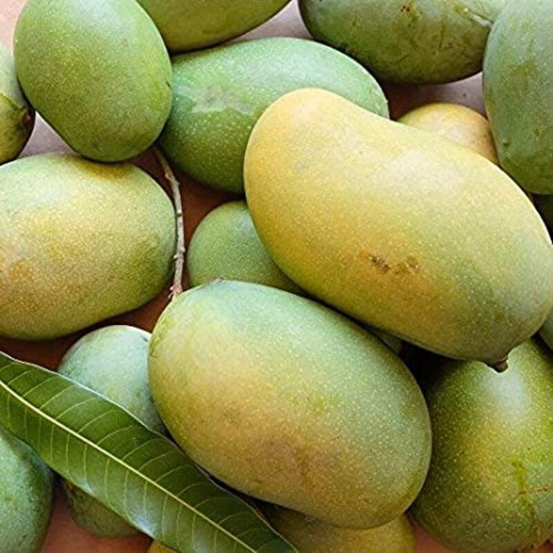 MALLIKA MANGO FRUIT PLANTS(GRAFTED)