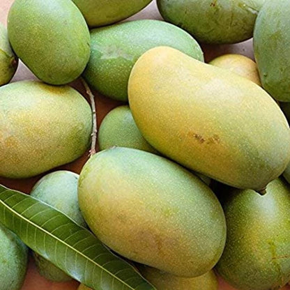 MALLIKA MANGO FRUIT PLANTS(GRAFTED)