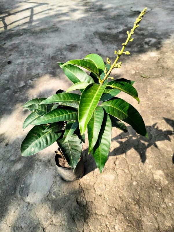 SINDUR KOUTA MANGO Fruit plants