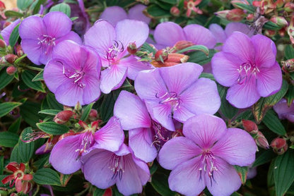 Tibouchina(Pink) Flower Plante