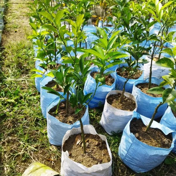 Near sweet orange Grafting fruit plants