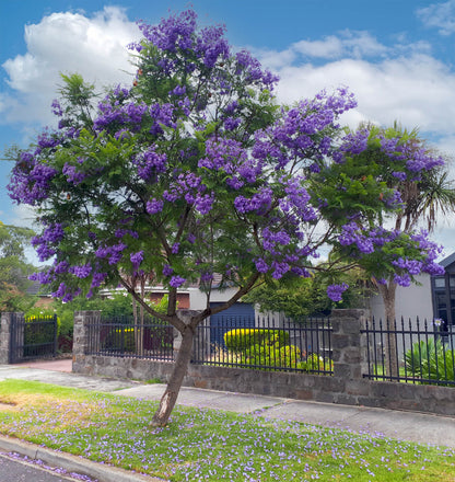 Jacaranda Flowers Plants (Blue)