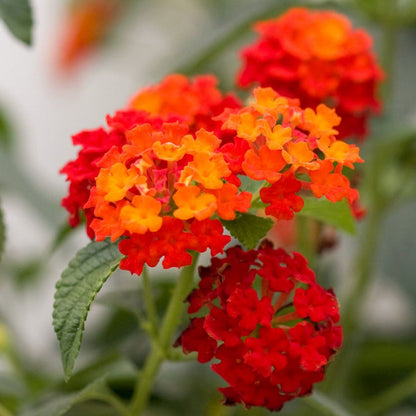 Lantana Flowers Plants ( Red)