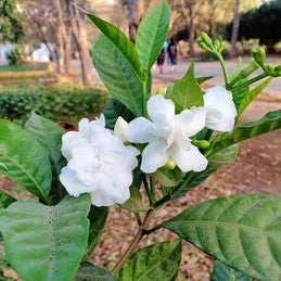 TAGAR DUBBLE PETAL FLOWERS PLANTS