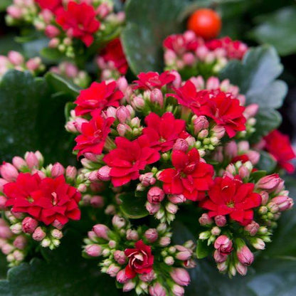 Florist Kalanchoe Flowers Plants (Red)