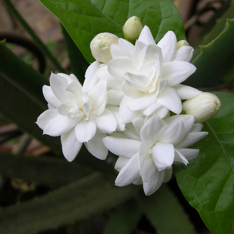 Jasmine Mini plant (White)