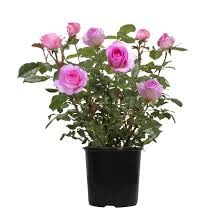 HYBRID ROSE FLOWERS PLANTS (LIGHT PURPLE) GRAFTED