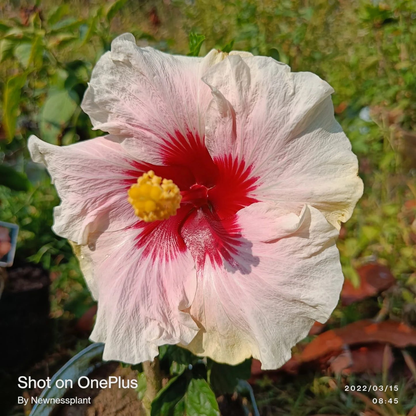 Austrian hibiscus- Grafting Plants ( white and Red Mix )