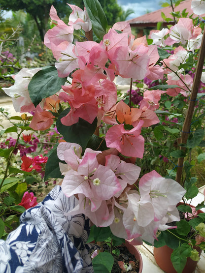 Maharani Bougainvillea Top Rare (grafted)