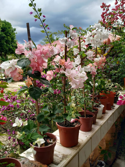 Maharani Bougainvillea Top Rare (grafted)