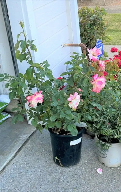 Hybrid Double Delight Flowers Plant (Rose)