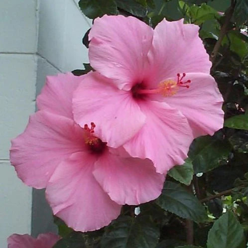 AMERICAN HIBISCUS FLOWERS PLANTS