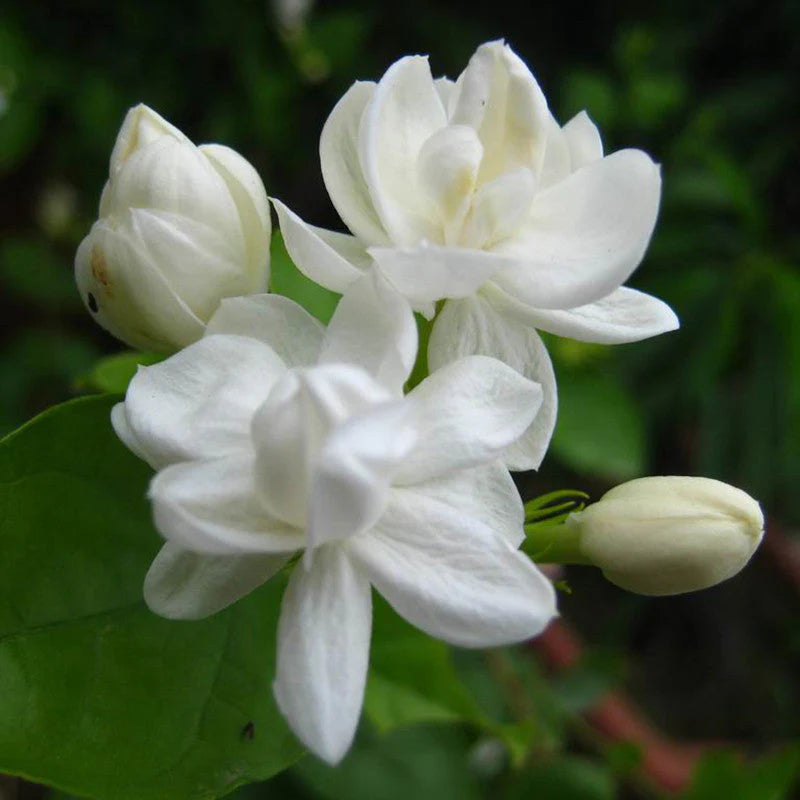 Jasmine Mini plant (White)