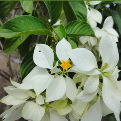 Mussaenda flowers plants (White)