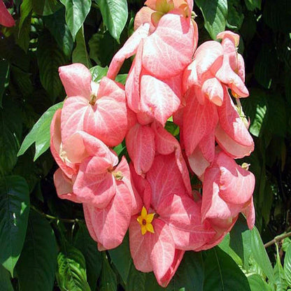 Mussaenda Flowering Plant (Pink)