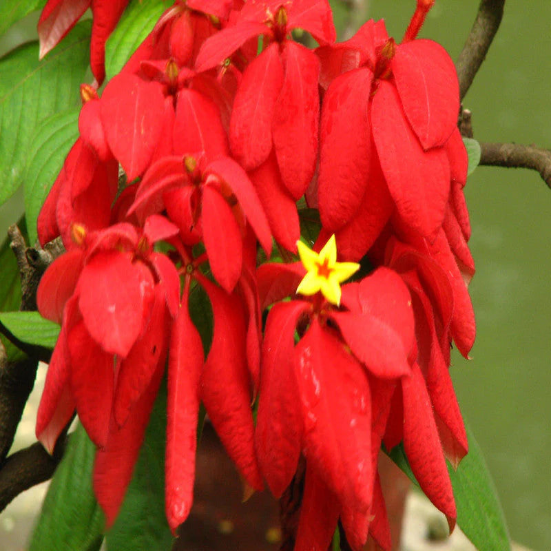 RED Mussaenda Flowers Plants