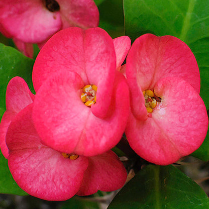 Euphorbia Flowers Plants (Pink)