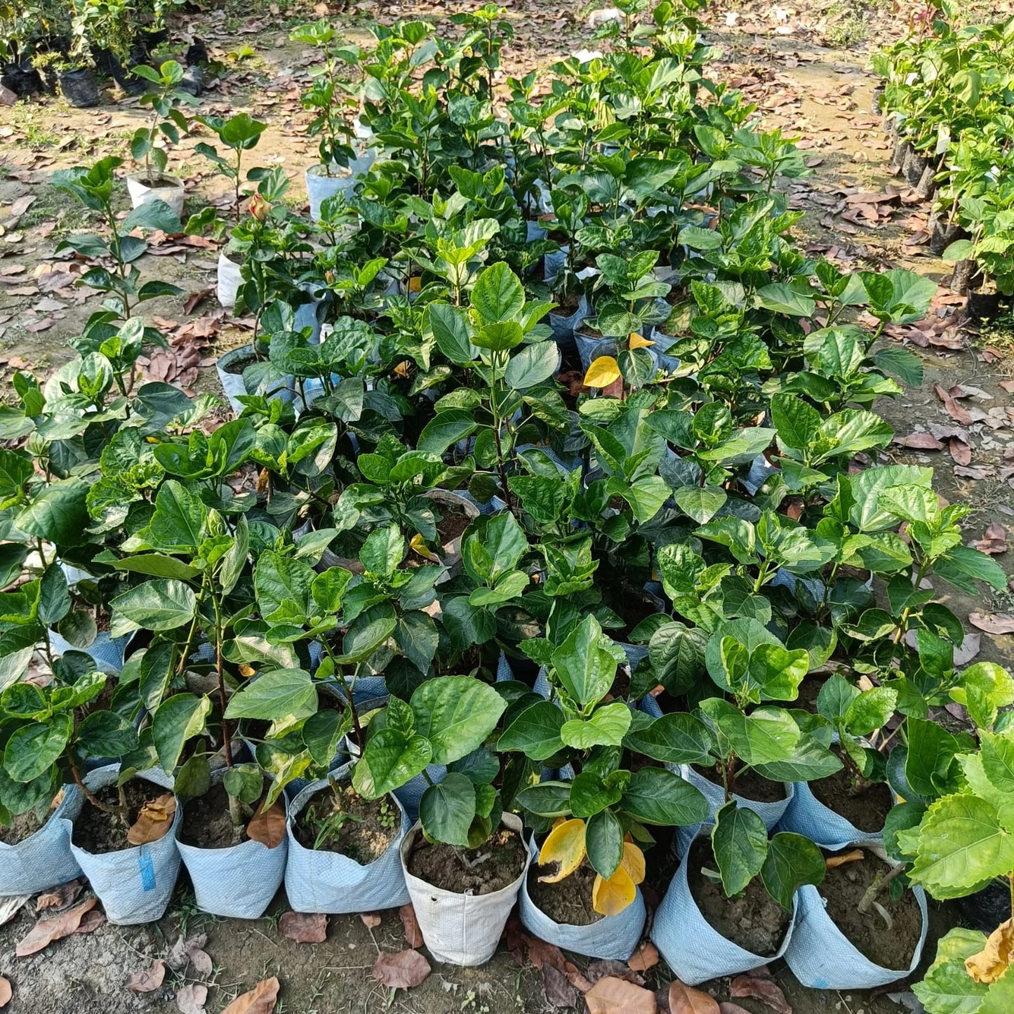 Austrian Hibiscus Plants ( white and Red Mix )