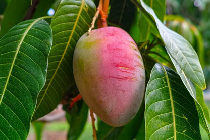 THAI BAROMASI Sweet mango Plant (GRAFTED)