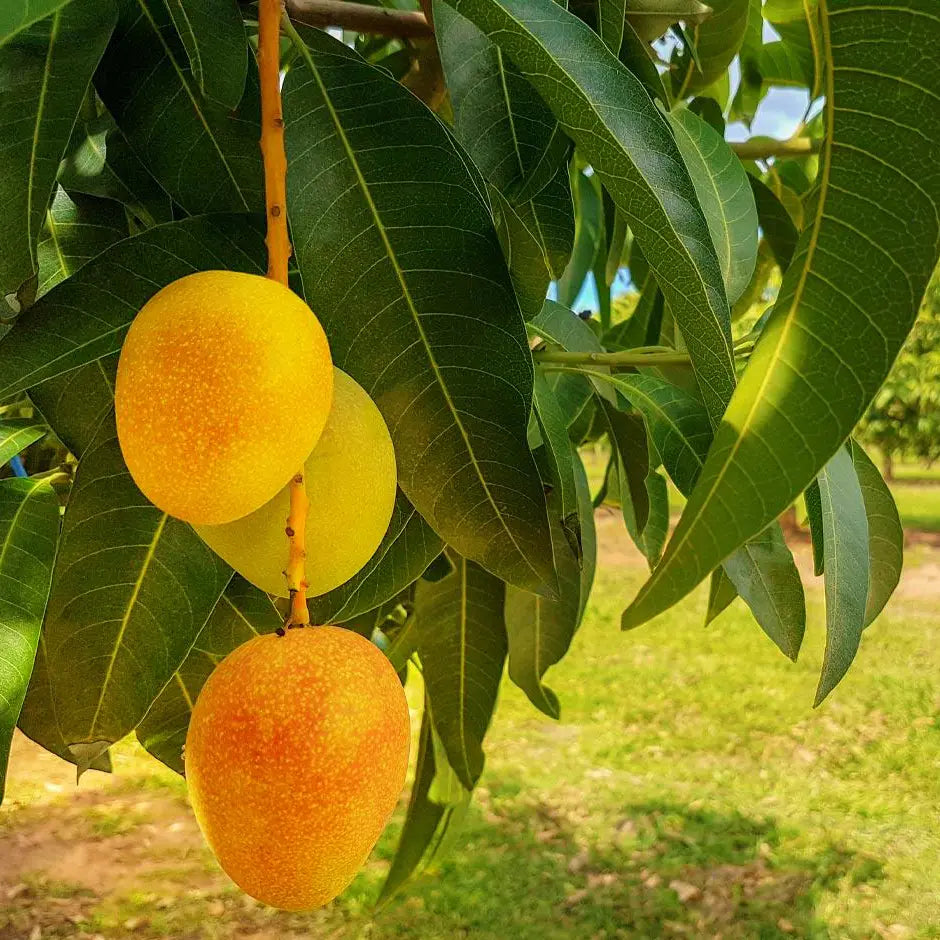 Alphonso Mango Grafting Plant