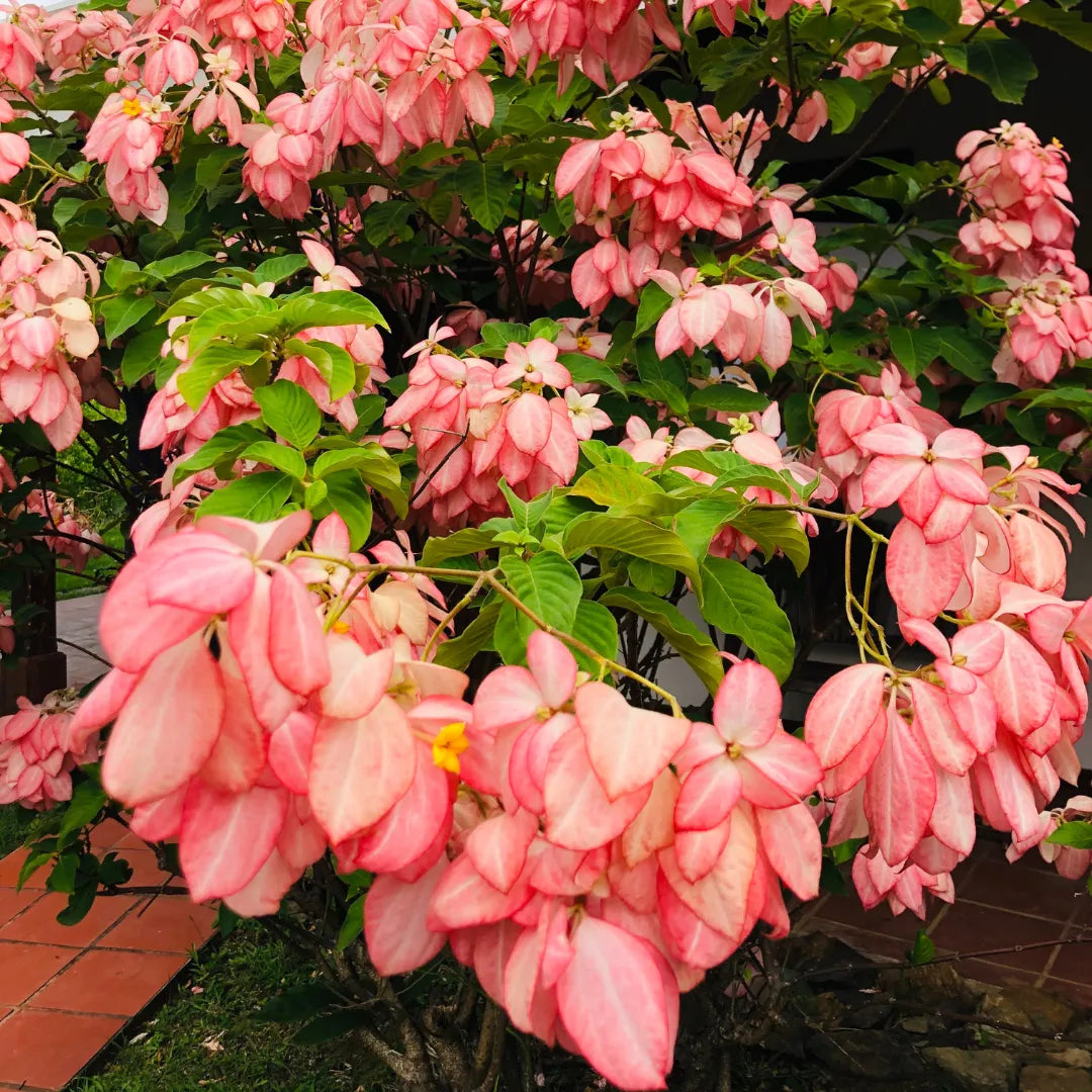 Mussaenda Flower Plant (Orange)