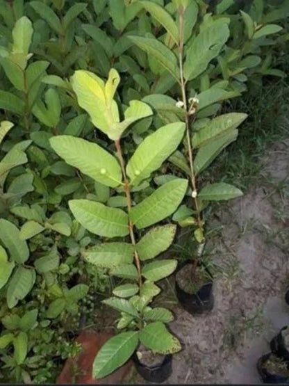 Thailand Sweet Guava Plants