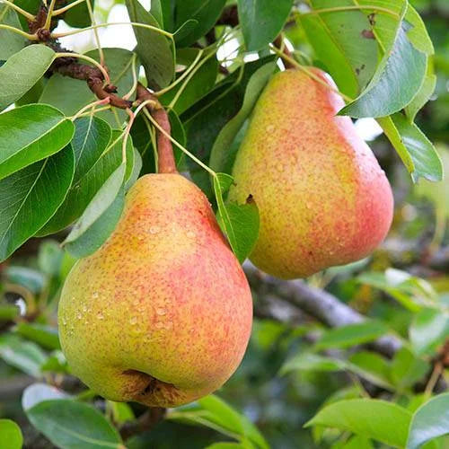 Nashpati ( pear ) Fruit Plant Grafted