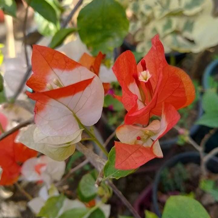 Maharani Bougainvillea Top Rare (grafted)