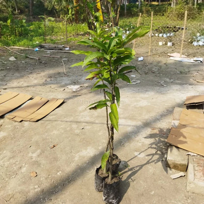 KISHANBHOG MANGO Fruit plants (grafting)