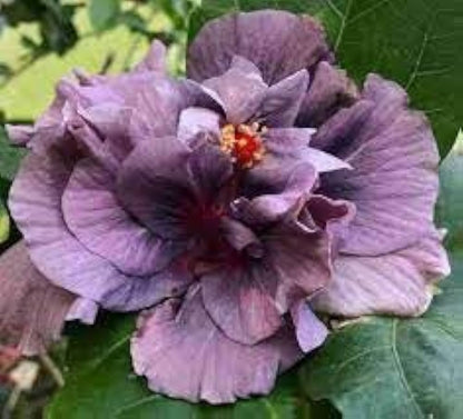 Hybrid Thoka Hibiscus Flowers Plants