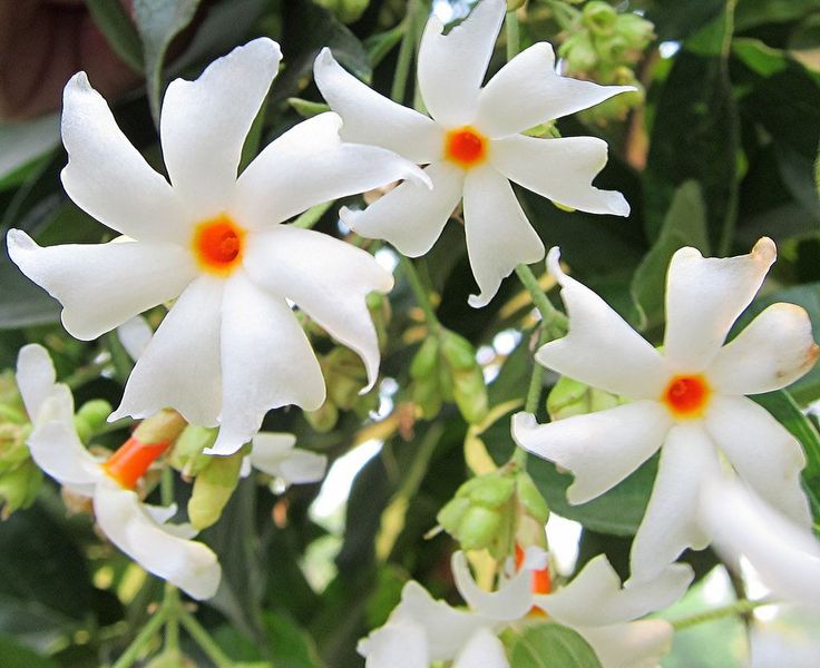 Night Jasmine flowers plants