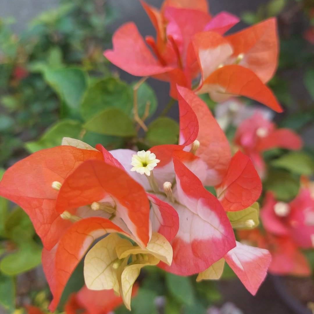 Maharani Bougainvillea Top Rare (grafted)