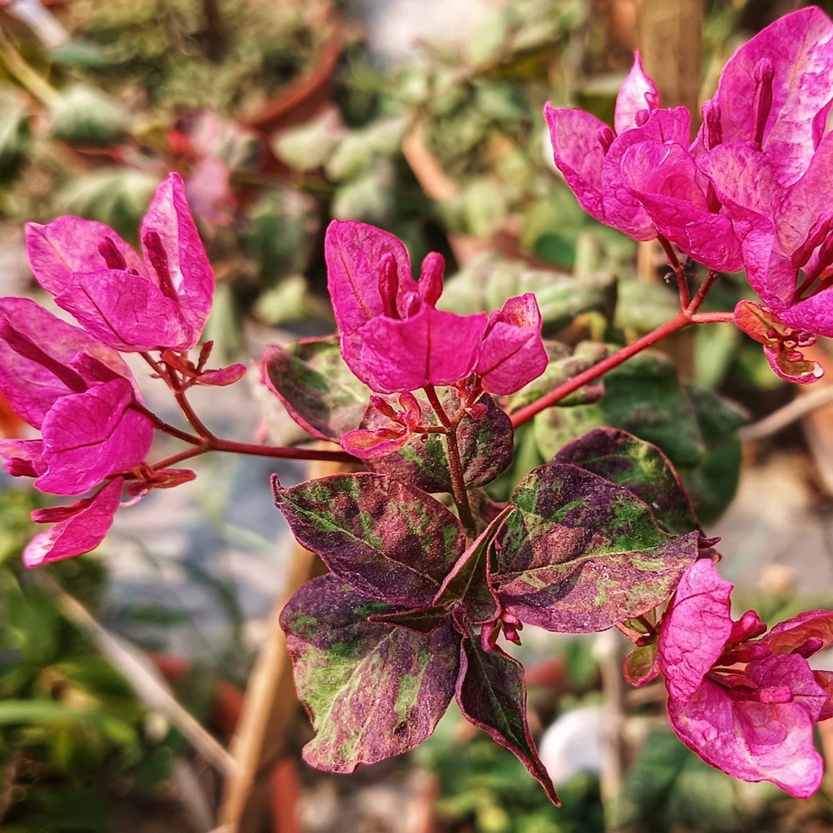 Black Maria Bougainvillea