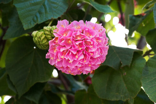 Dombeya Flowers Plant(PINK)