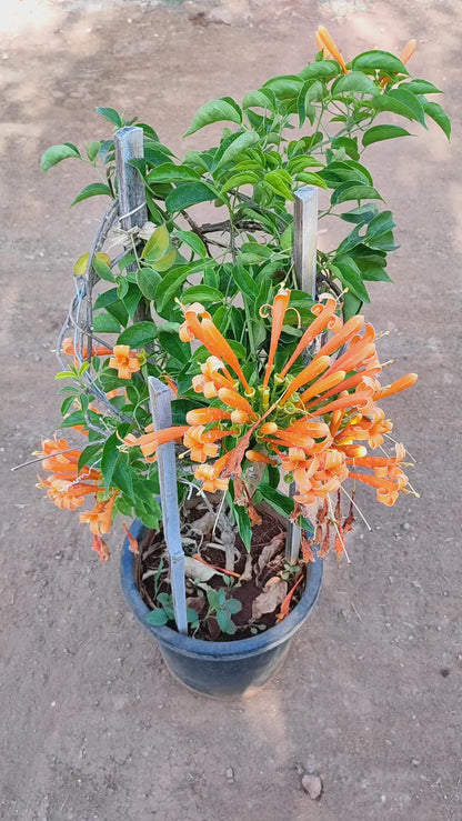 Flaming Trumpet Flowers plants