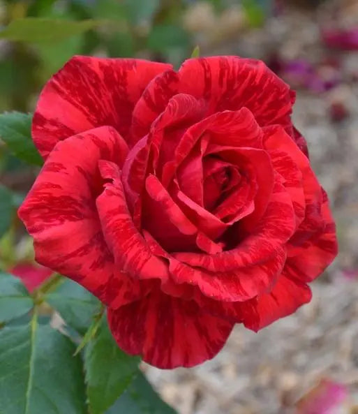 Red Rose flowers plant (Abradabra)