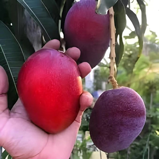 Miyazaki mango Fruit Plant (grafted)