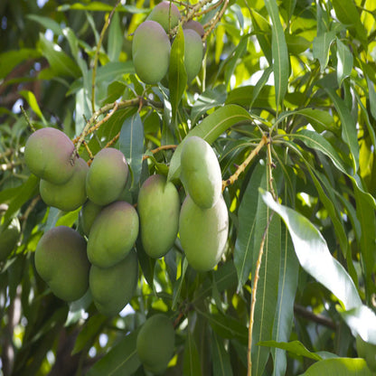 NEELUIM BORI MANGO Plant (GRAFTING)