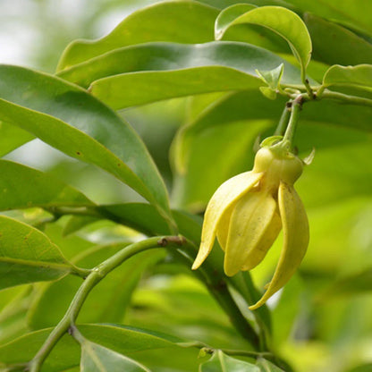 Hari Champa Flowers plants